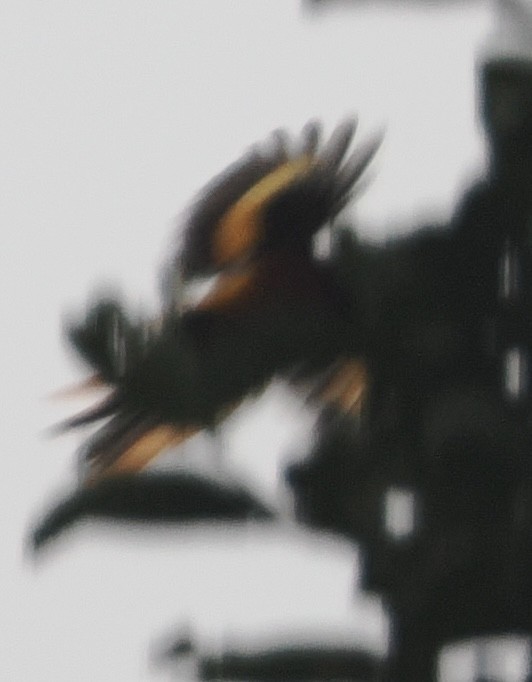 Orange Minivet - ML645245473