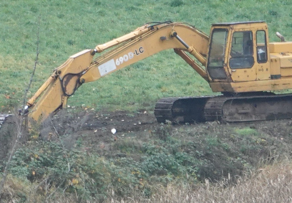 White-tailed Ptarmigan - ML645245475