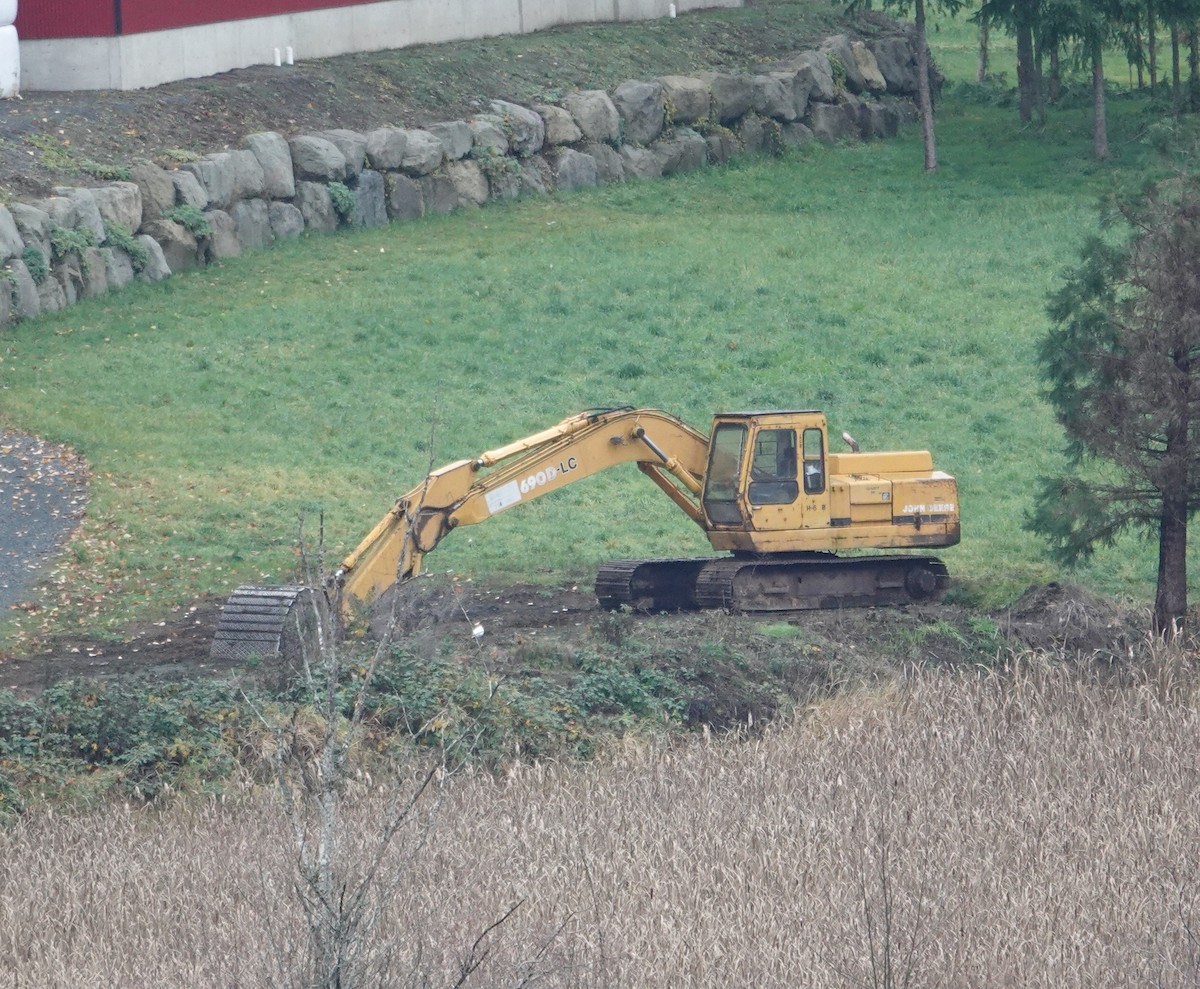 White-tailed Ptarmigan - ML645245476