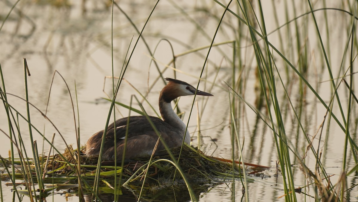 Great Crested Grebe - ML645245481