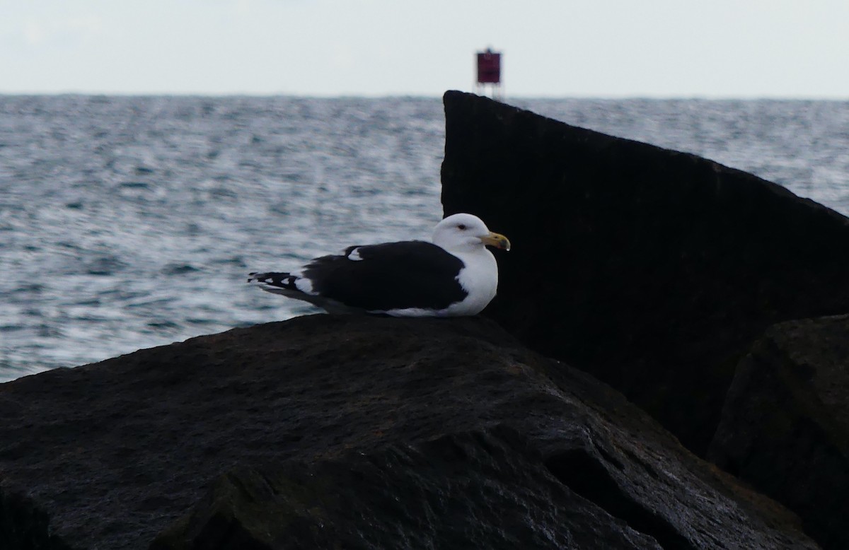 Great Black-backed Gull - ML645245509