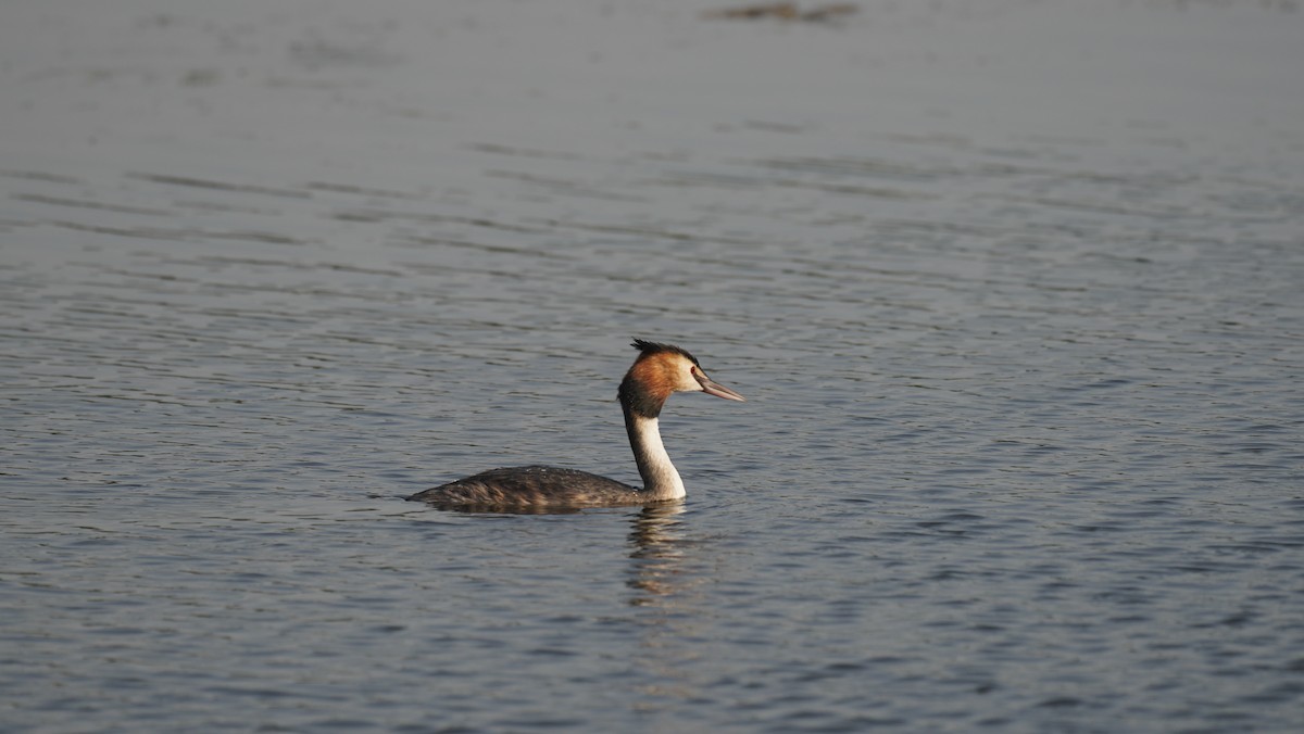 Great Crested Grebe - ML645245514