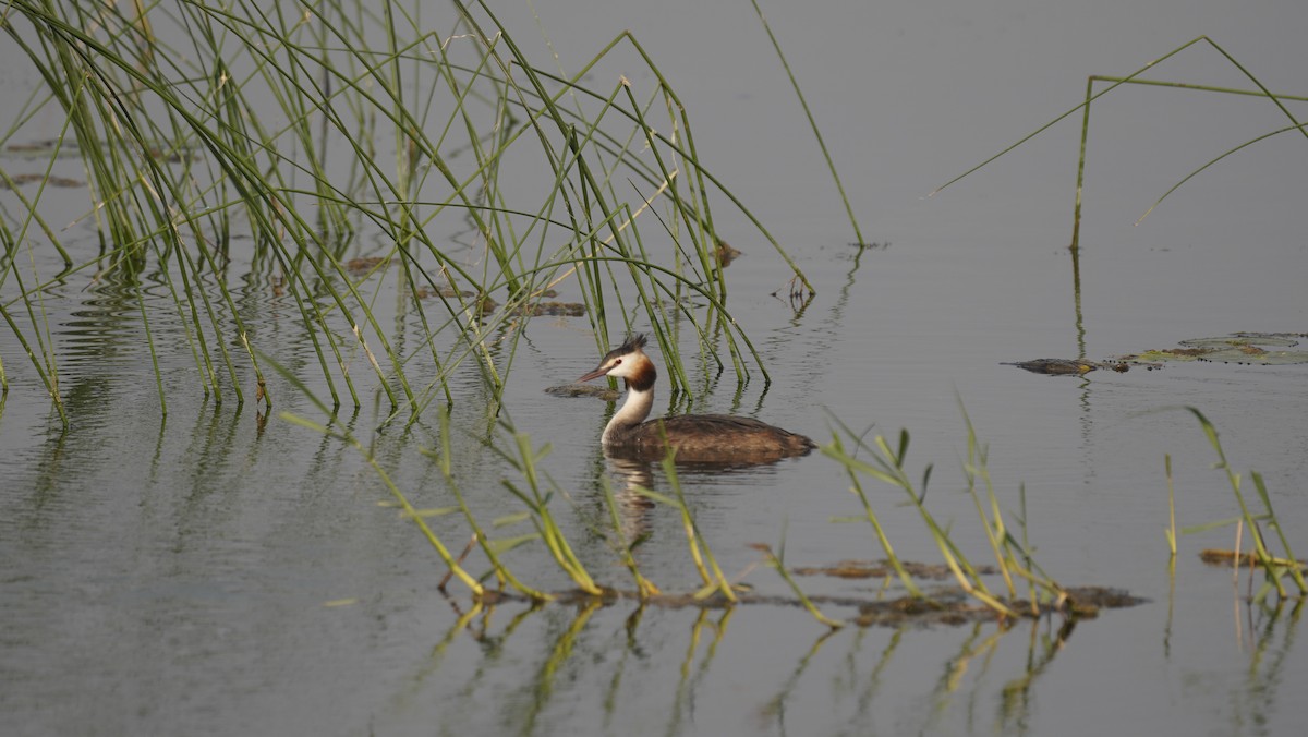 Great Crested Grebe - ML645245515