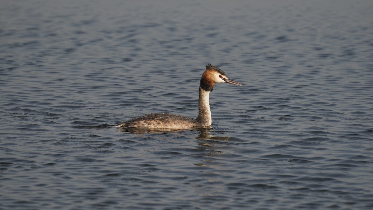 Great Crested Grebe - ML645245517