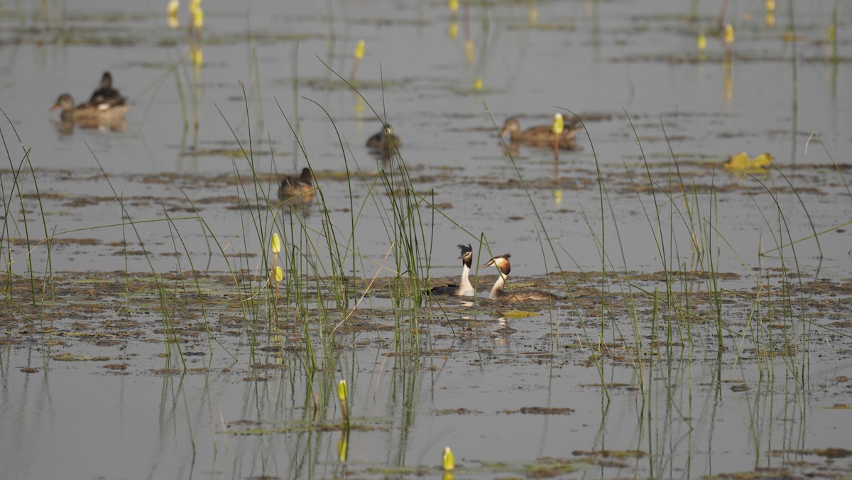 Great Crested Grebe - ML645245518
