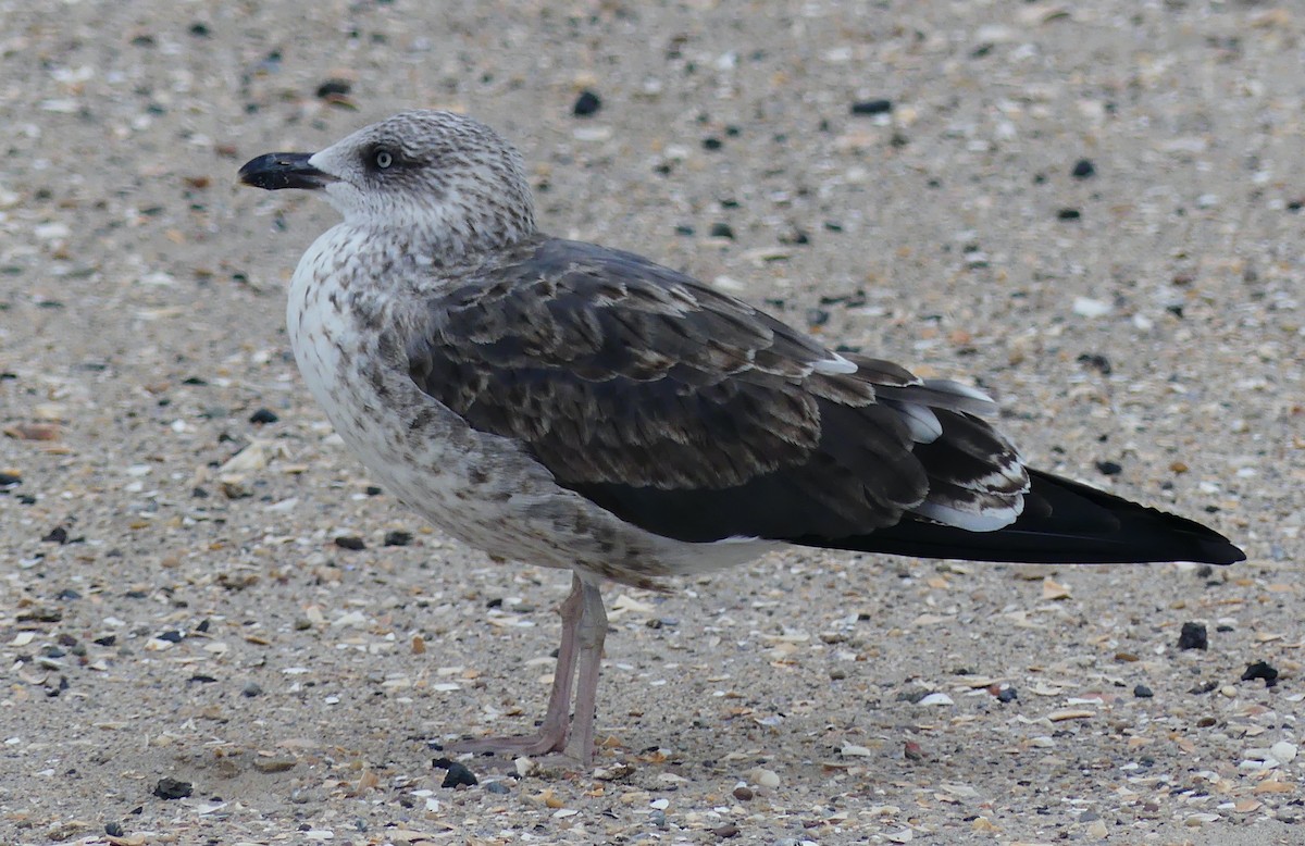 Zafferano - ML645245550