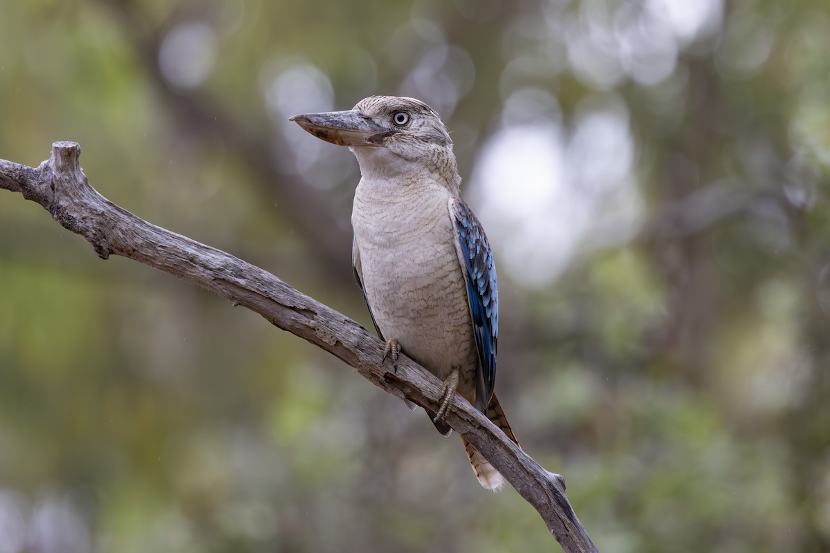 Кукабара синьокрила - ML645245551