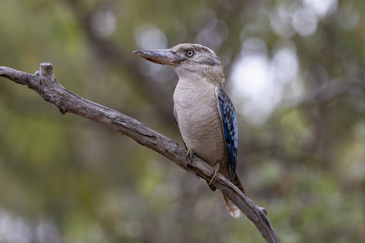 Кукабара синьокрила - ML645245552