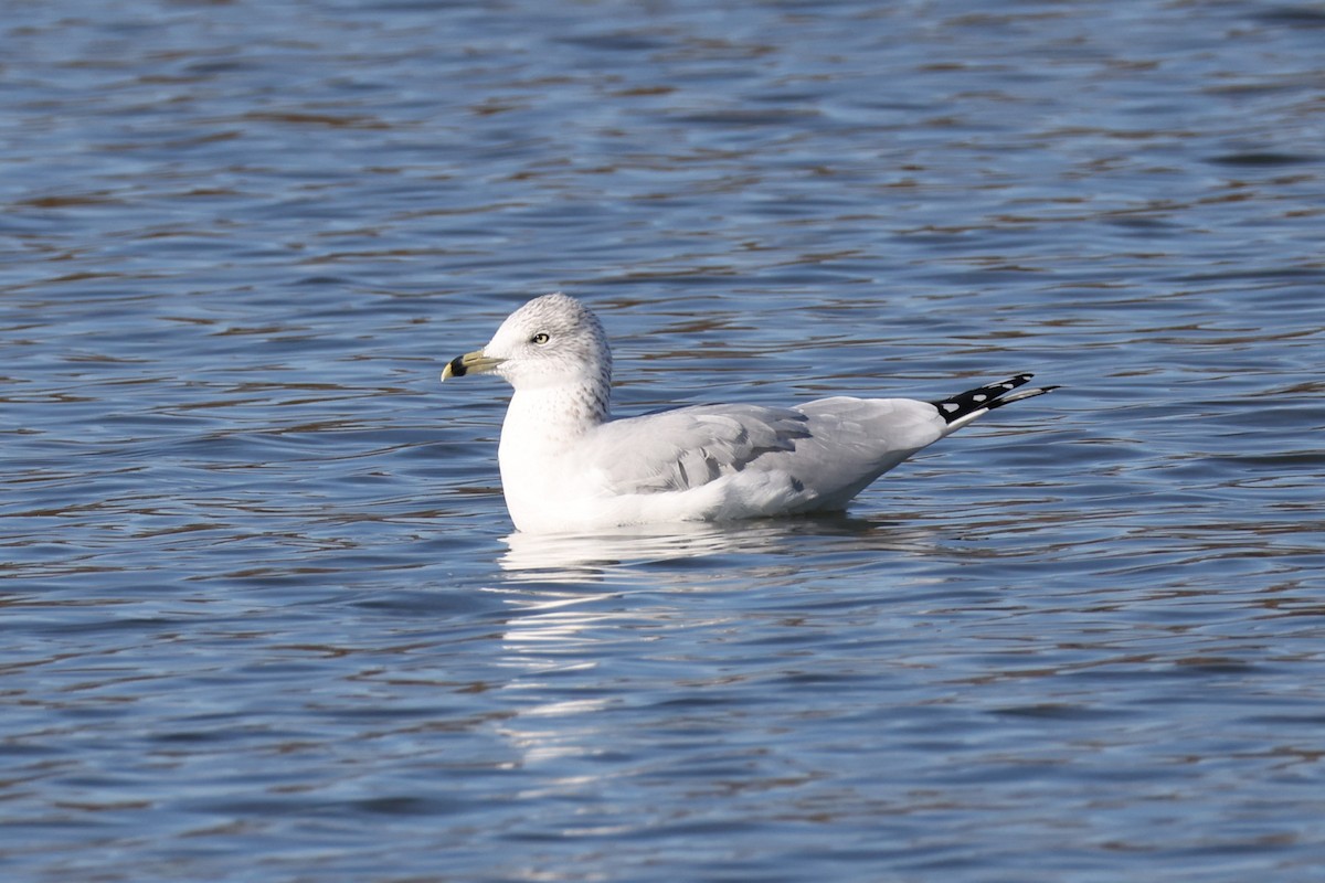 Ring-billed Gull - ML645245553