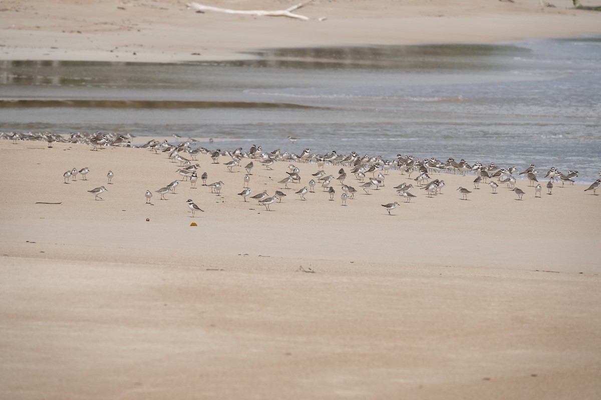 Semipalmated Sandpiper - ML645245555