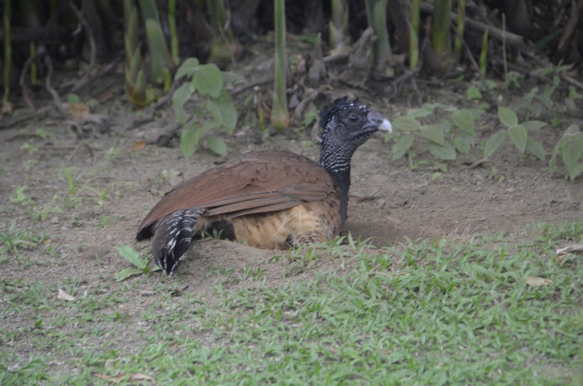 Great Curassow - ML645245576