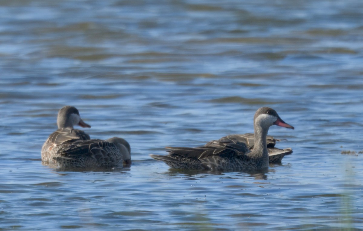 Ánade Piquirrojo - ML645245590