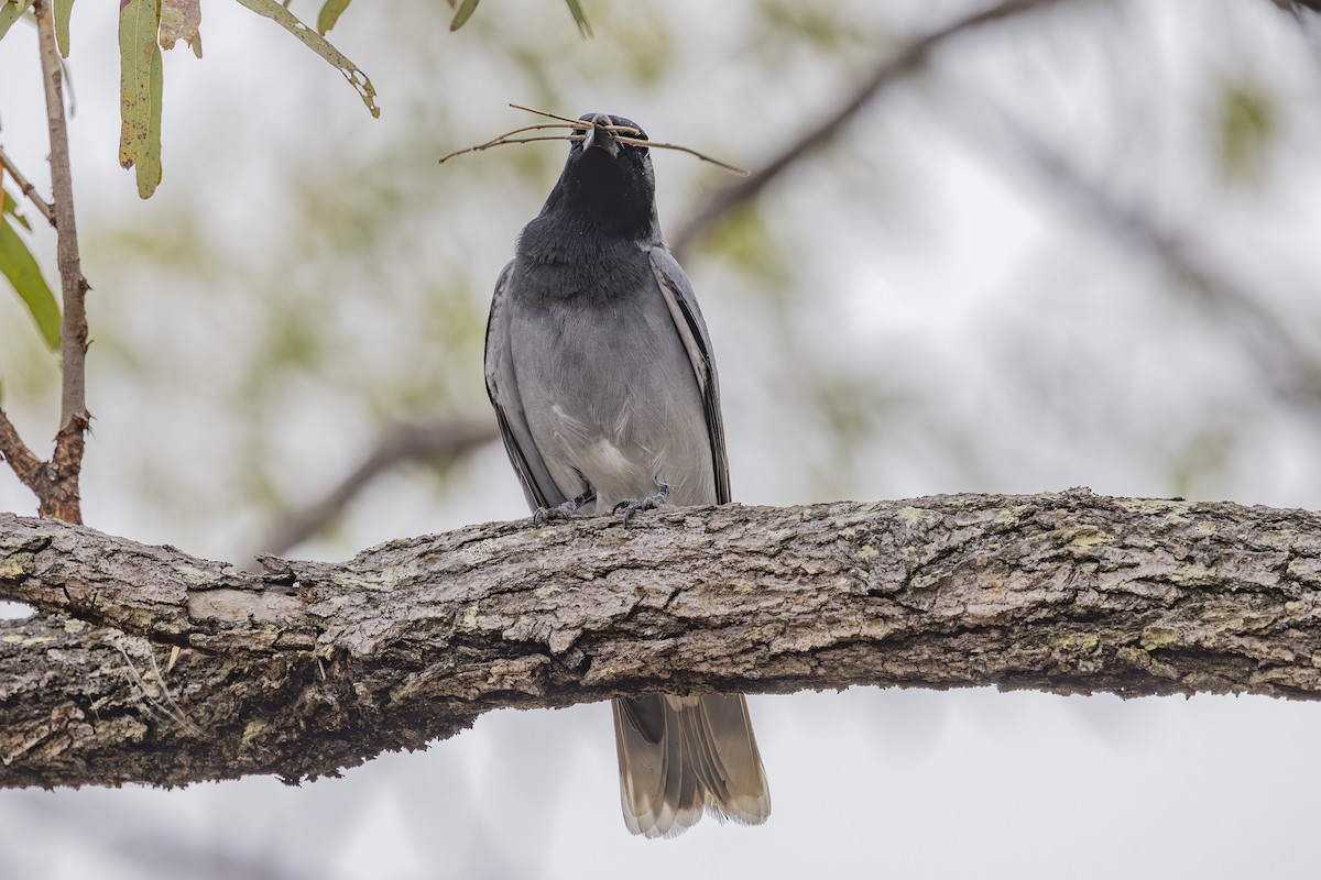 Black-faced Cuckooshrike - ML645245606