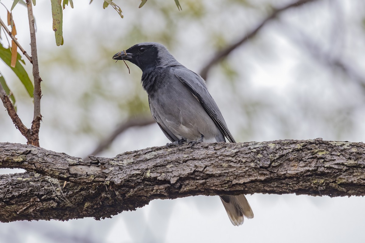 Black-faced Cuckooshrike - ML645245607