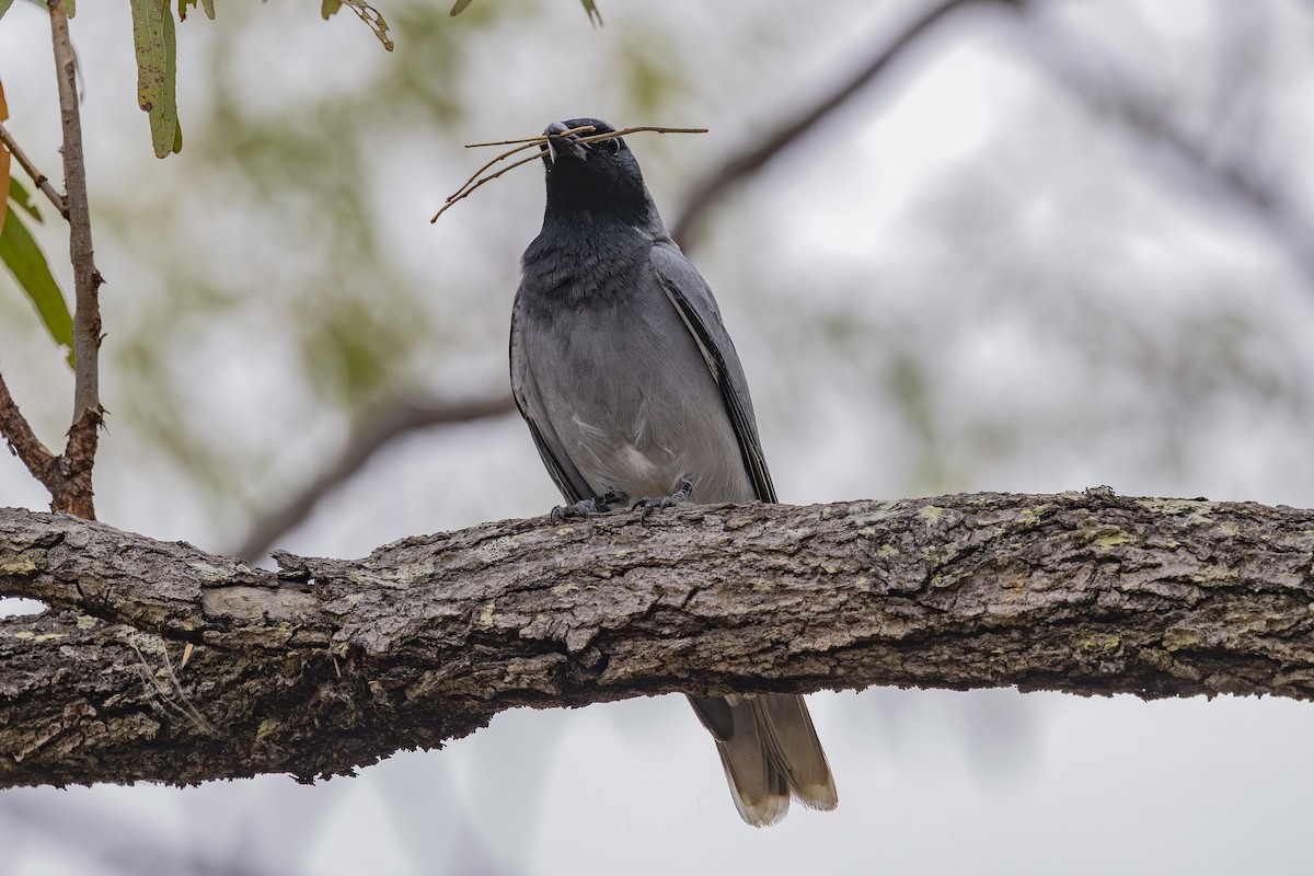 Black-faced Cuckooshrike - ML645245608