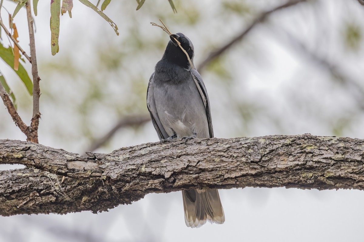 Black-faced Cuckooshrike - ML645245609