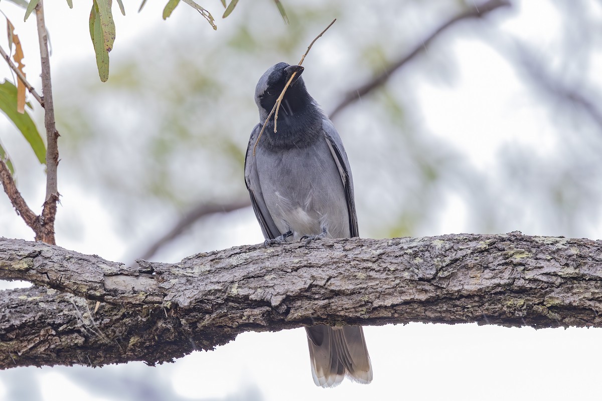 Black-faced Cuckooshrike - ML645245610
