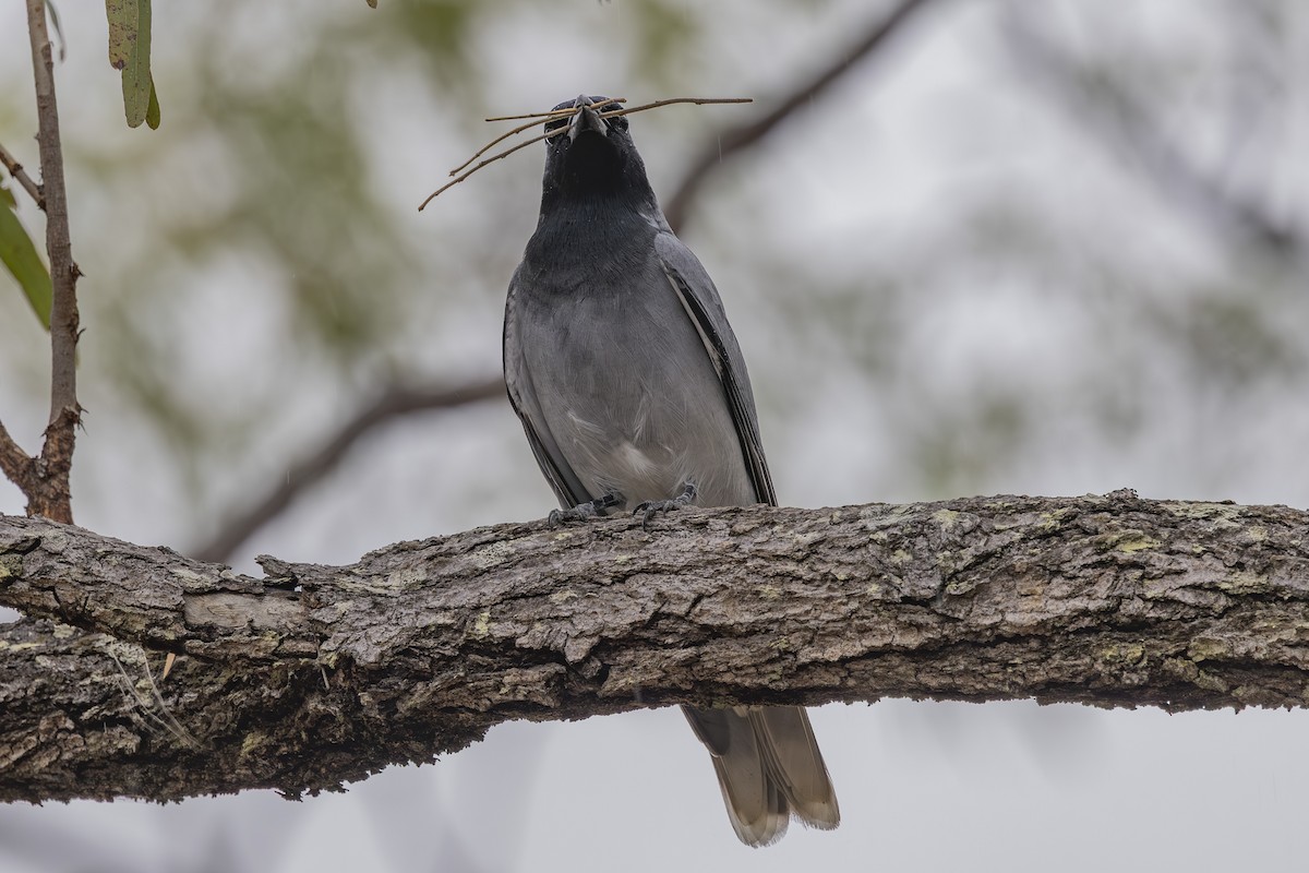 Black-faced Cuckooshrike - ML645245611