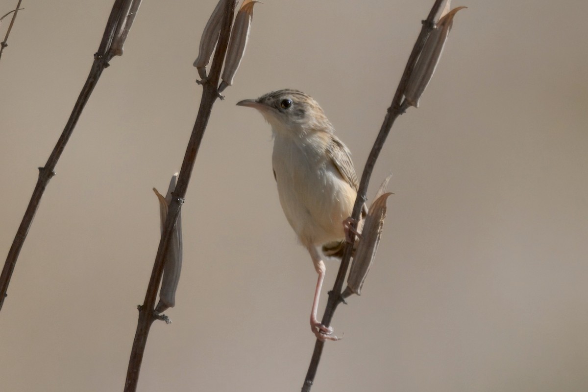 Desert Cisticola - ML645245638