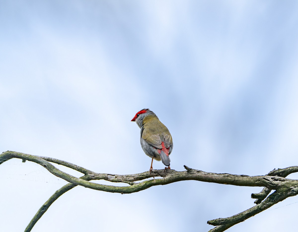 Краснобровая амадина - ML645245640