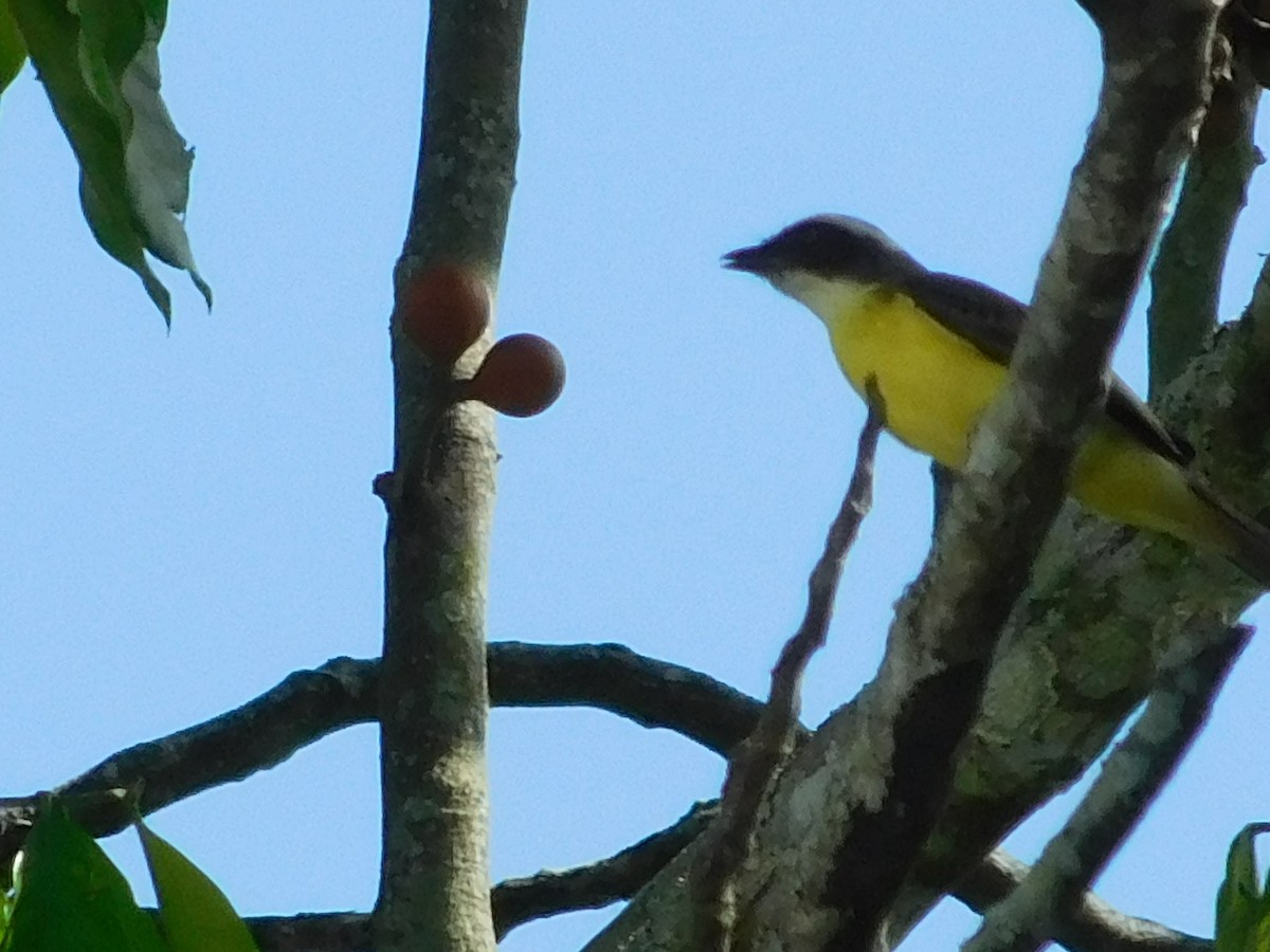 Sosyal Tiran - ML645245643