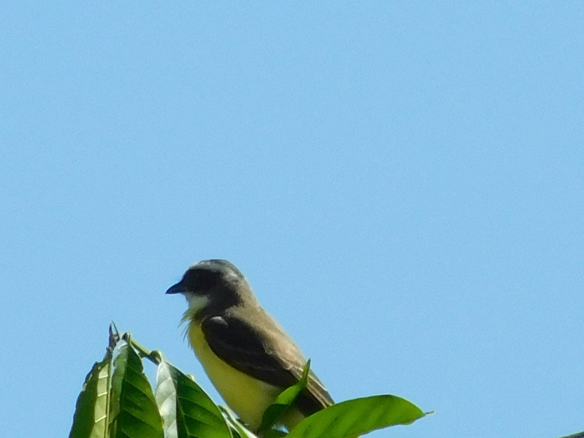 Sosyal Tiran - ML645245644