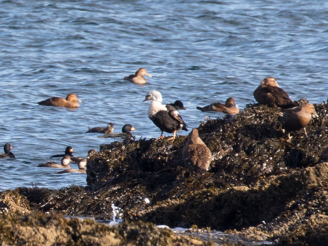 Eider erregea - ML645245649