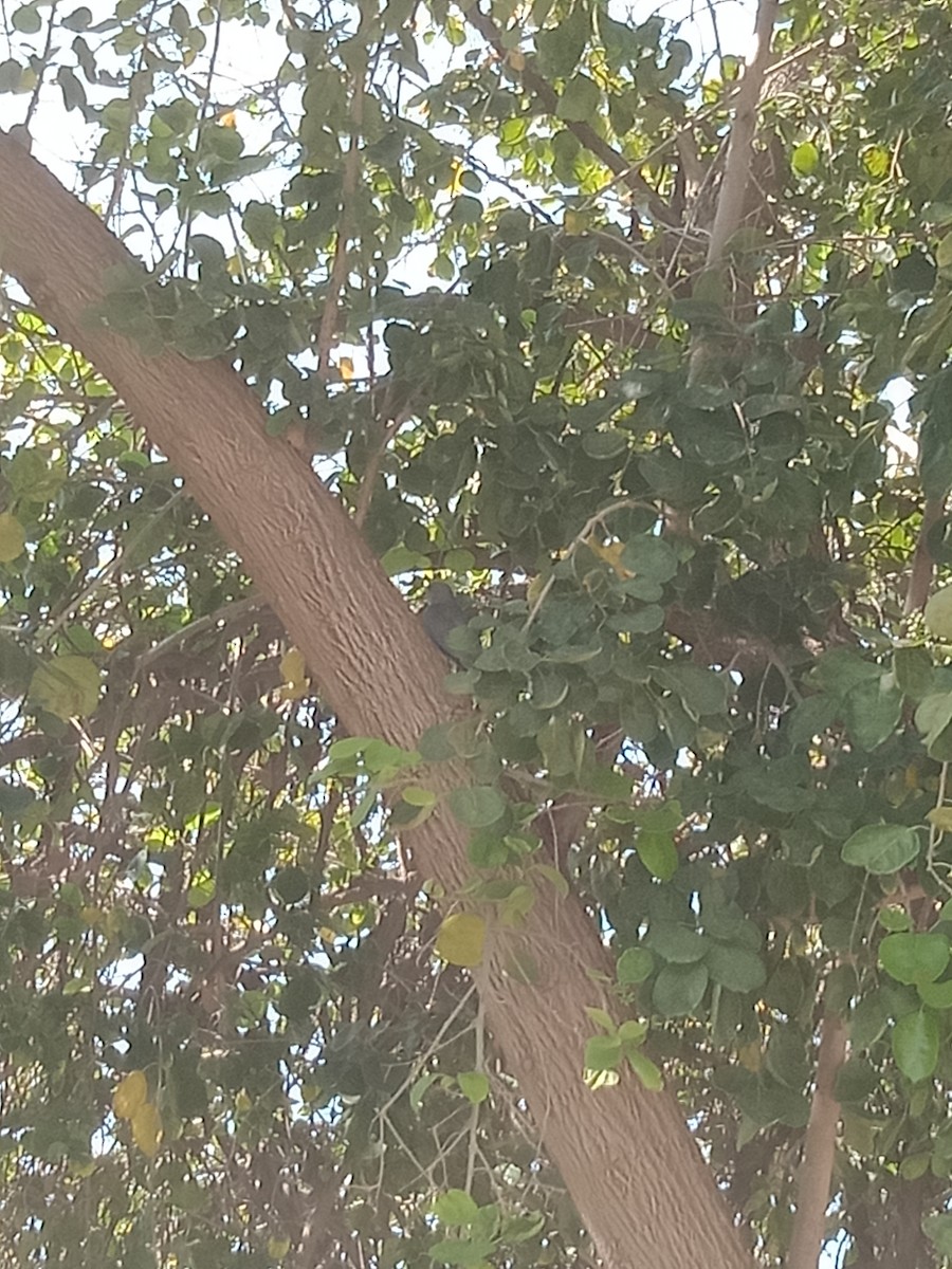 Shikra - ML645245651