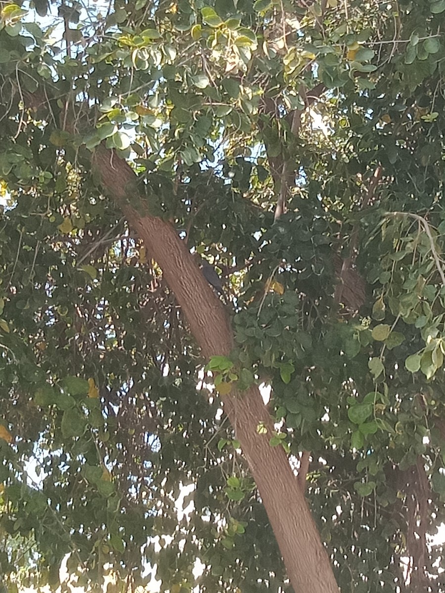 Shikra - ML645245652