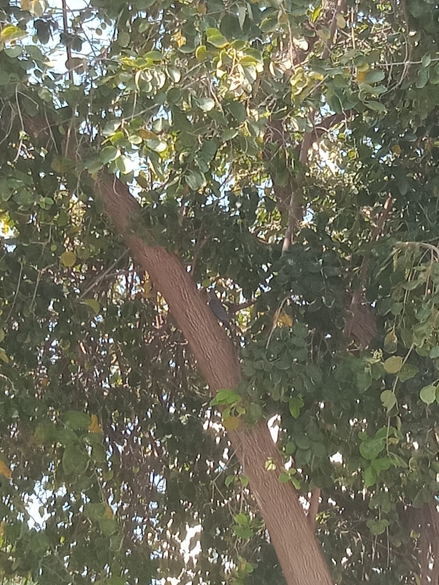 Shikra - ML645245653