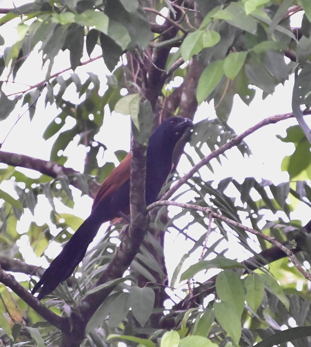 Greater Coucal - ML645245654