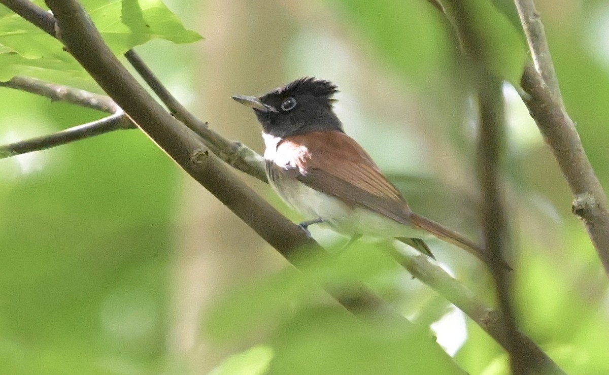 Black Paradise-Flycatcher - ML645245657