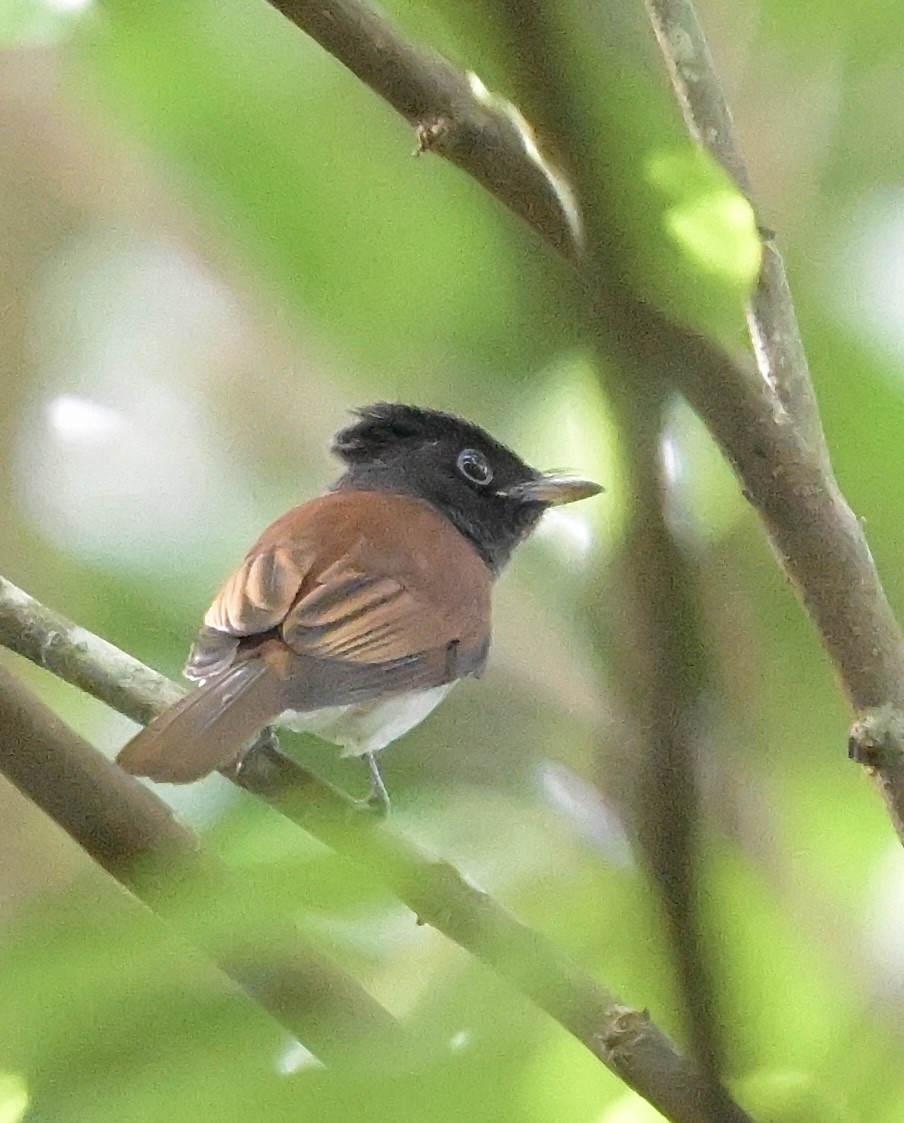 Black Paradise-Flycatcher - ML645245658