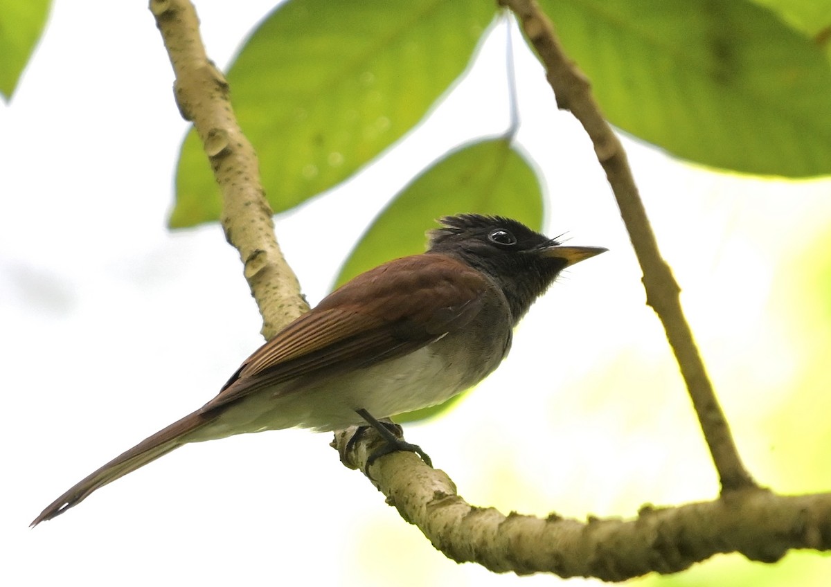 Black Paradise-Flycatcher - ML645245659