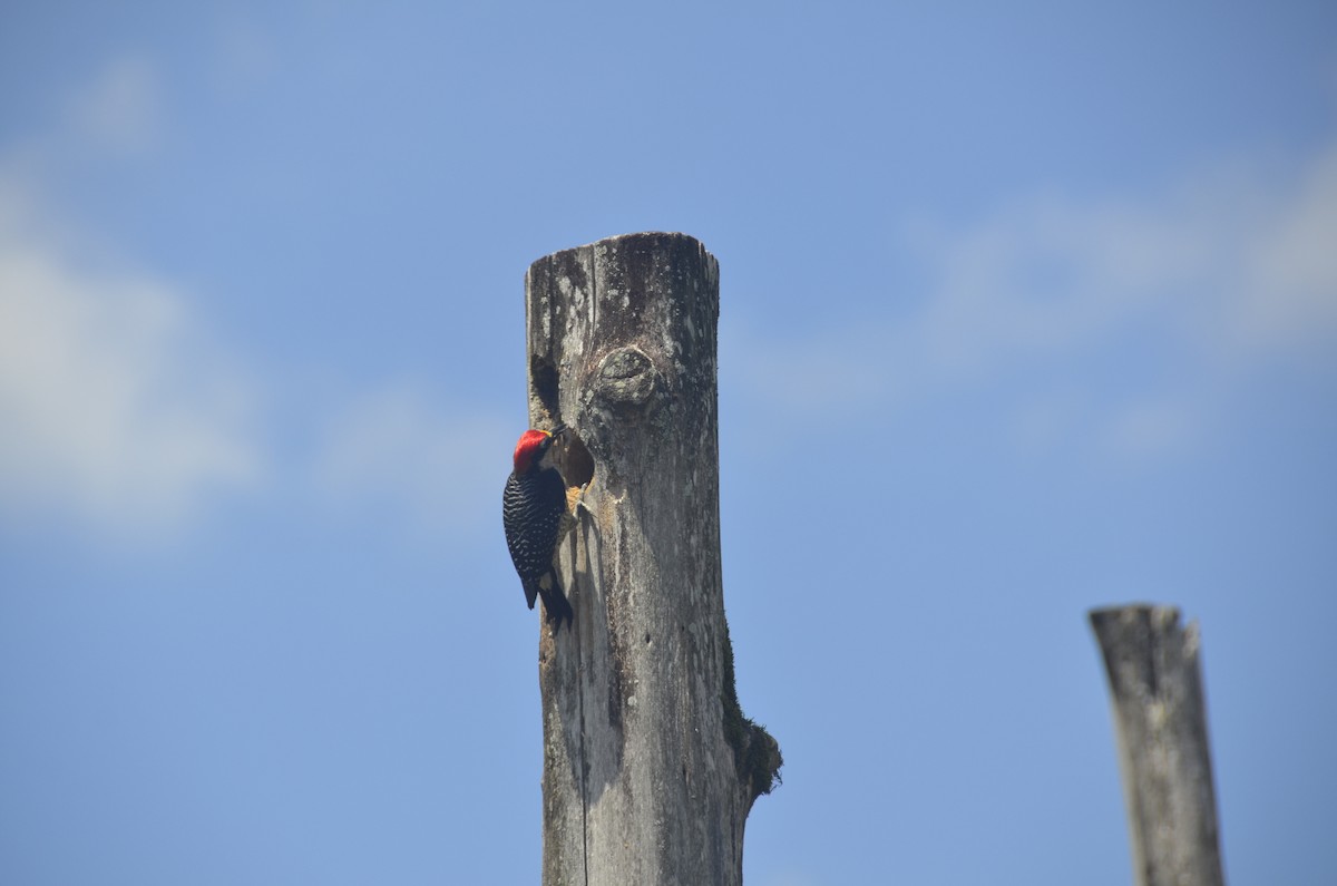 Black-cheeked Woodpecker - ML645245661