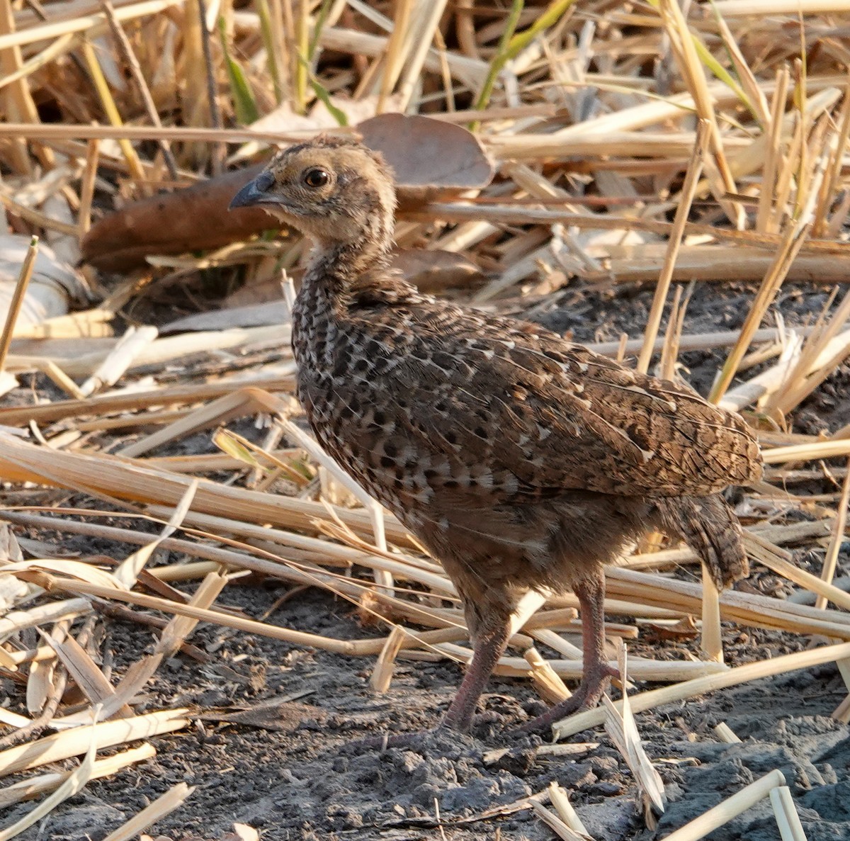 Swainson's Spurfowl - ML645245662