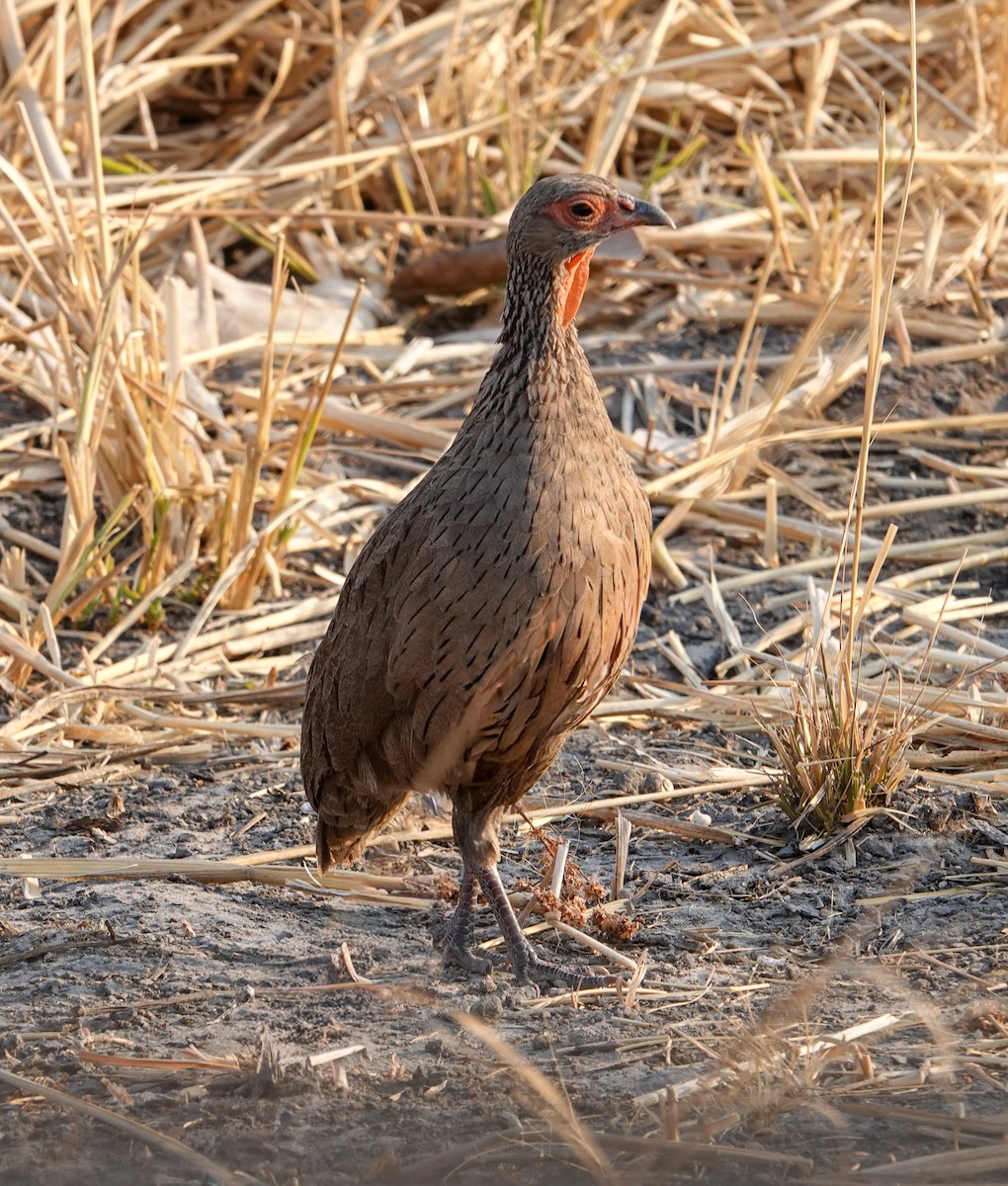 Swainson's Spurfowl - ML645245664