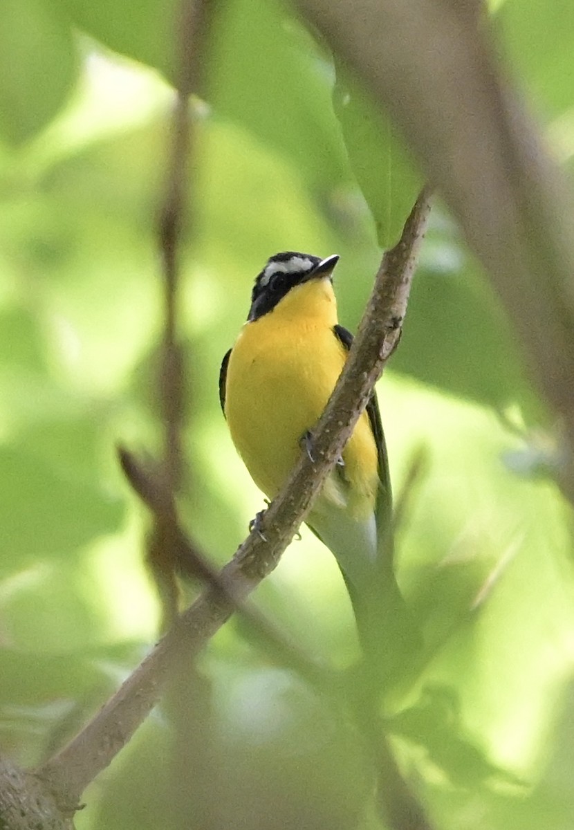 Yellow-rumped Flycatcher - ML645245665