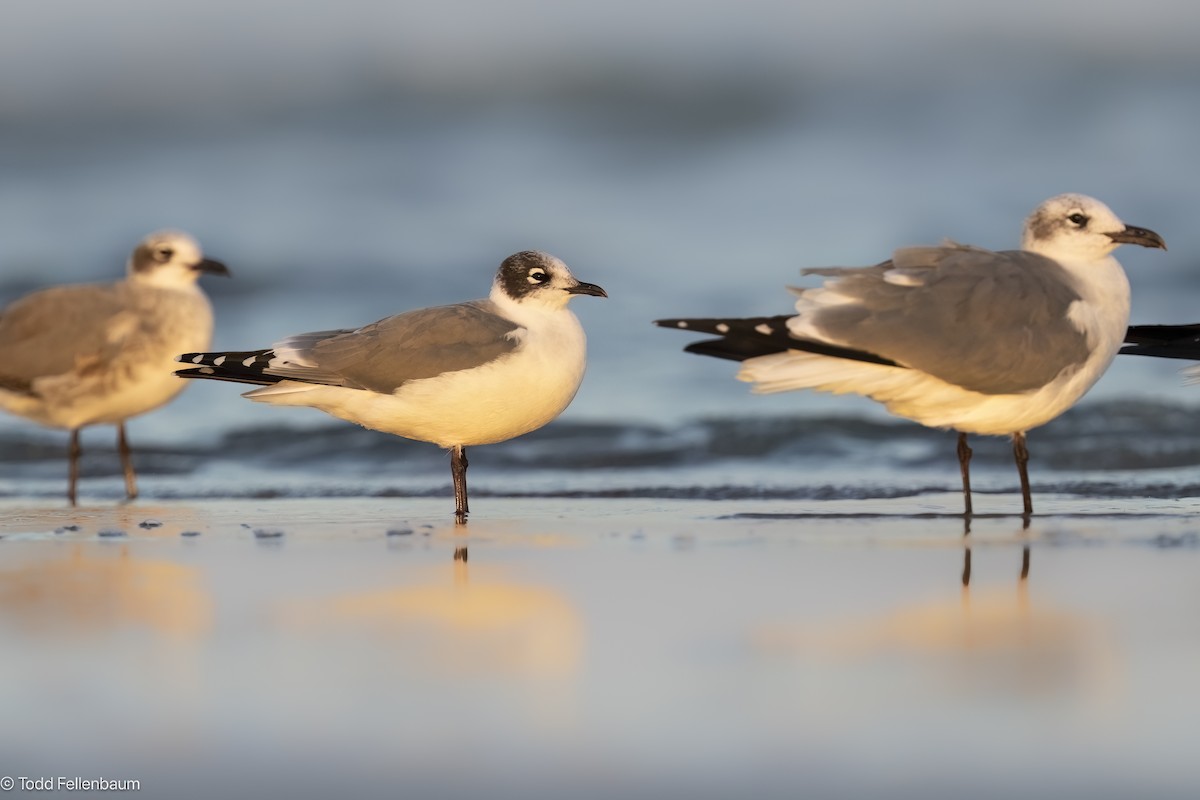 Franklin's Gull - ML645245684
