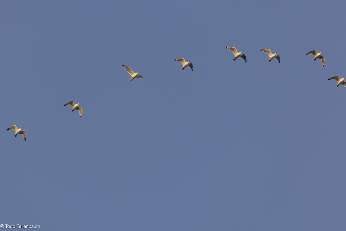 Franklin's Gull - ML645245685