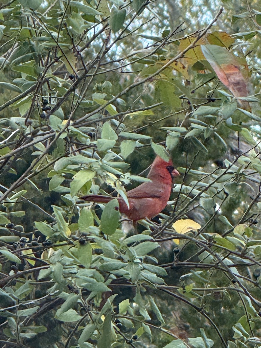 Northern Cardinal - ML645245692