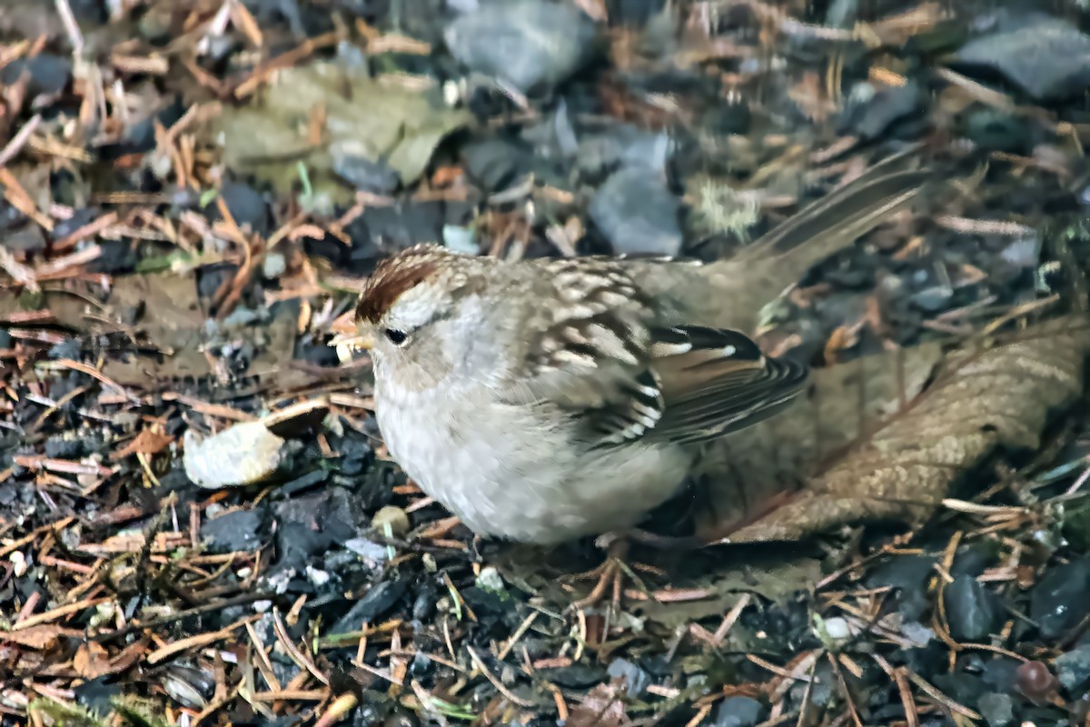 Porsuk Serçesi - ML645245698