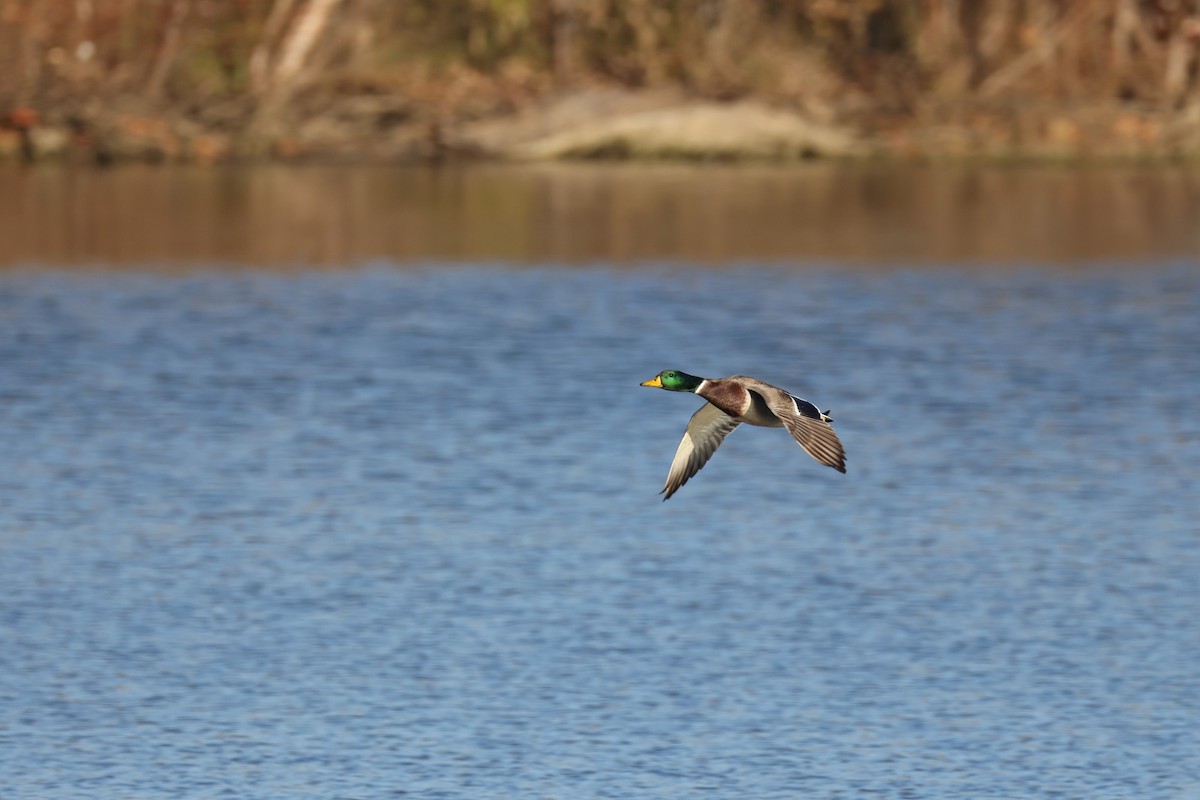 Mallard - ML645245699