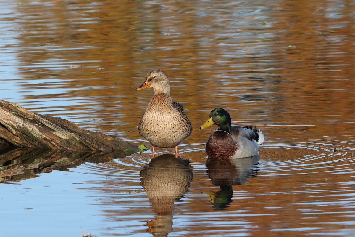 Mallard - ML645245700