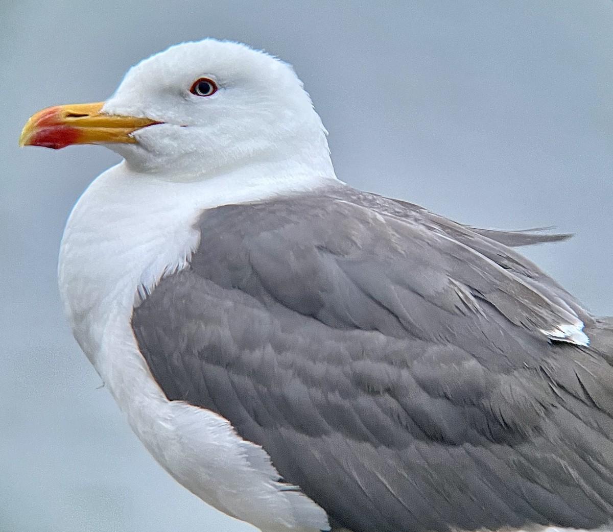 Zafferano - ML645245701