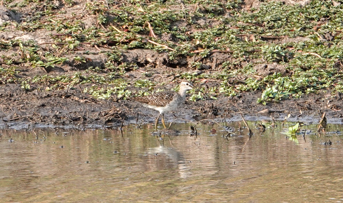 タカブシギ - ML645245702