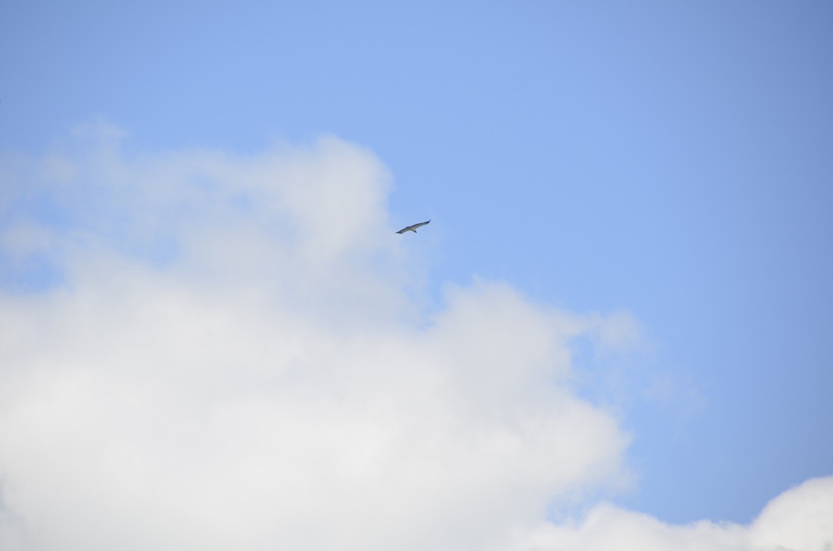 King Vulture - ML645245703