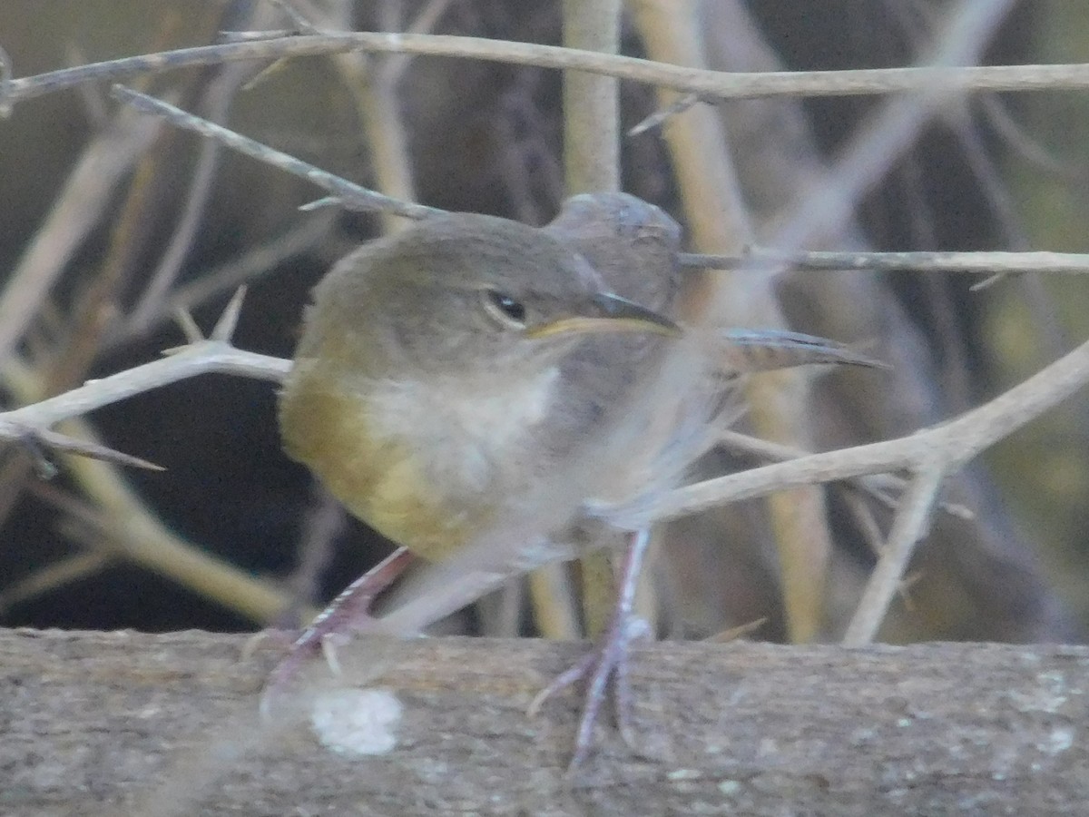 Southern House Wren - ML645245706