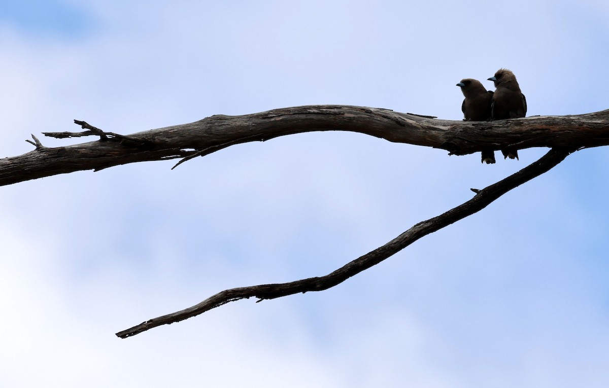 Dusky Woodswallow - ML645245738