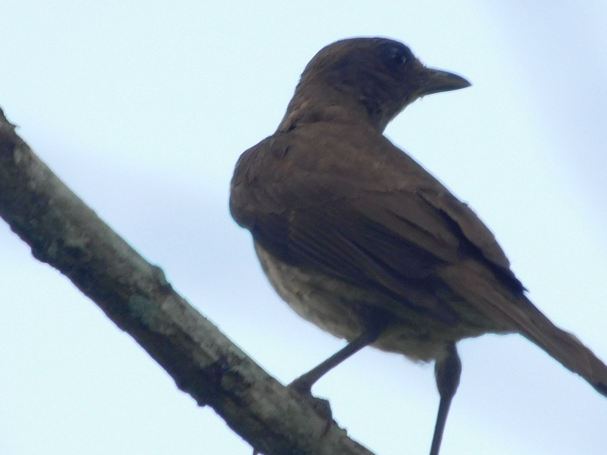 Black-billed Thrush - ML645245741